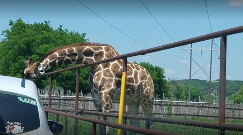 A giraffe leans over a fence near a parked car, surrounded by trees and power lines in the background.