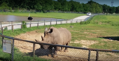 A rhinoceros stands in a fenced area near a pond, with an ostrich in the background and a car on a nearby path.