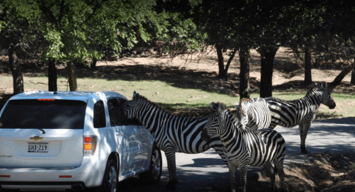 A white SUV stopped on a road with several zebras approaching it in a natural setting.
