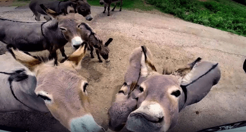 A group of curious donkeys gathered around, some looking directly at the camera in a rural setting.