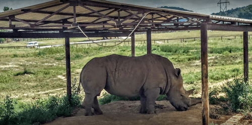 A rhinoceros stands under a shelter in a grassy area, with a road visible in the background.