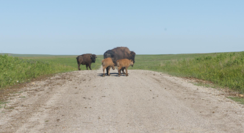 A group of bison, including two calves, crossing a gravel road in a grassy landscape under a clear blue sky.