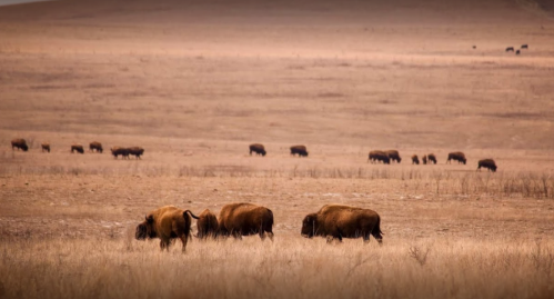 A herd of bison grazes in a dry, open landscape with distant hills under a muted sky.