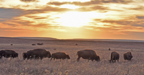A herd of bison grazes in a field at sunset, with a colorful sky and distant hills in the background.