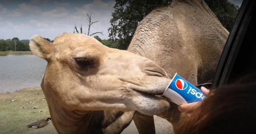 A camel reaching for a Pepsi cup held by a person near a lake.