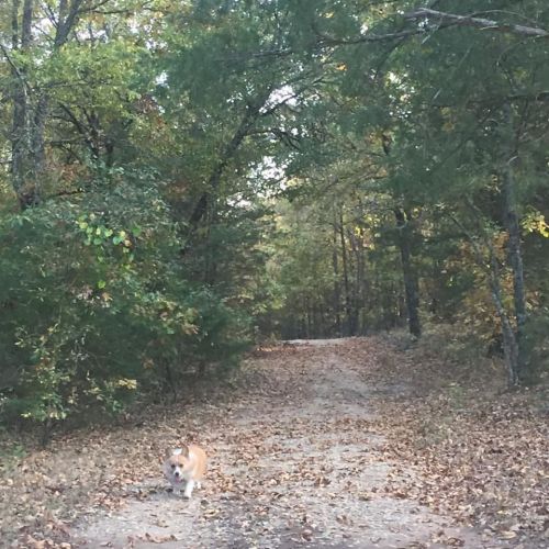 A dog runs along a leaf-covered path in a wooded area with trees on either side.