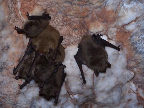 A group of bats resting on a rocky surface, showcasing their fur and wings in a natural cave setting.