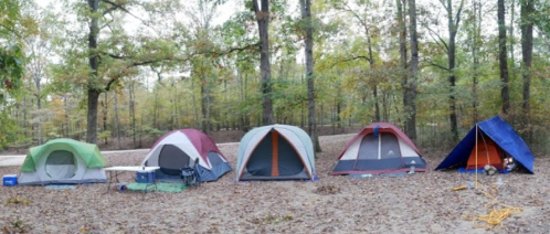 A row of five camping tents set up in a wooded area with fallen leaves on the ground.