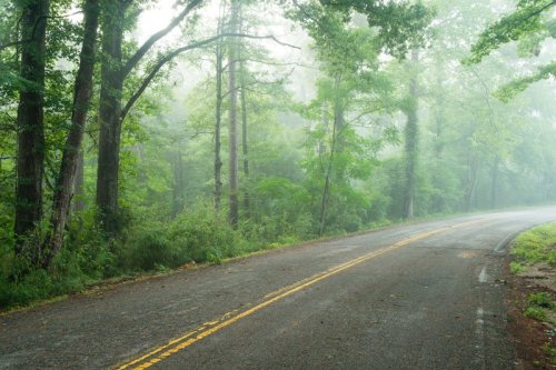 A winding road through a misty forest, surrounded by lush green trees and soft fog.