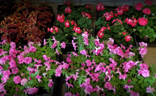 Colorful flower pots filled with pink, red, and green plants arranged neatly in a garden center.