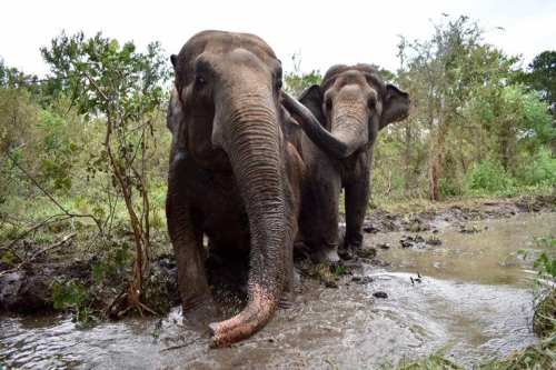 Two elephants standing in a muddy area near water, surrounded by greenery and trees.