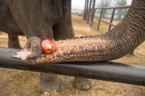An elephant's trunk rests on a railing, holding a small red apple.