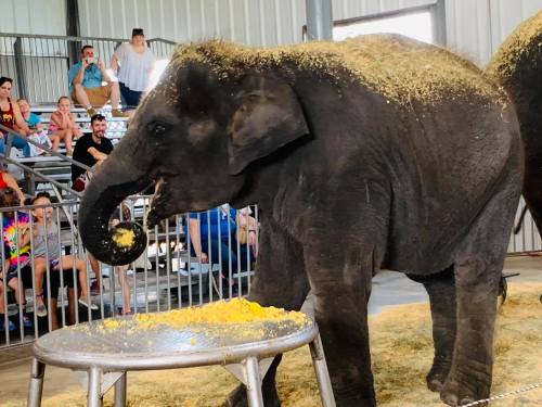 An elephant eating from a table while an audience watches in a barn-like setting.