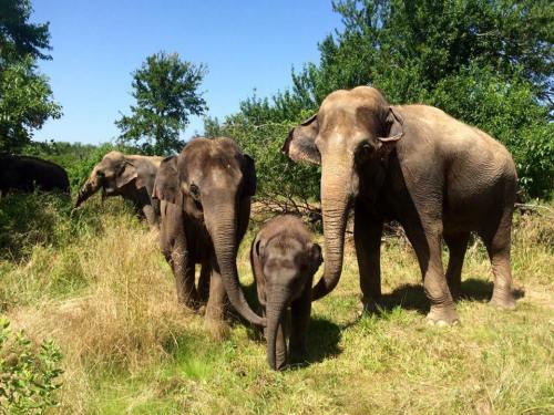 A group of elephants, including a baby, stands in a grassy area surrounded by trees under a clear blue sky.