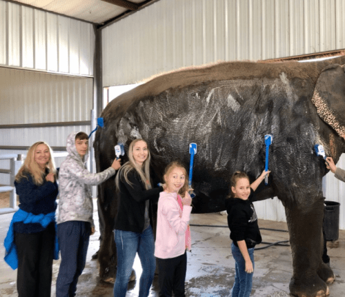 A group of five people brushes an elephant in a barn, smiling and enjoying the interaction.