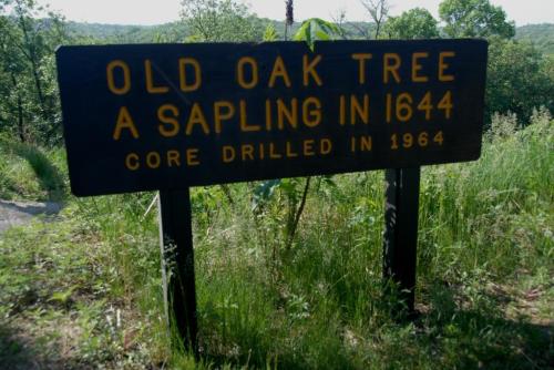 Sign for an old oak tree, noting it was a sapling in 1644 and drilled for core sampling in 1964, surrounded by greenery.