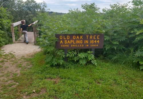 A person walks away from a sign that reads "Old Oak Tree, a sapling in 1644, core drilled in 1964," surrounded by greenery.