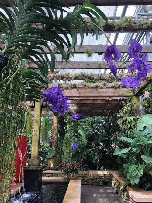 A lush greenhouse filled with vibrant purple orchids and tropical plants, featuring wooden beams and a tranquil water feature.