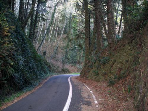 A winding road surrounded by tall trees and lush greenery, leading through a serene forest landscape.