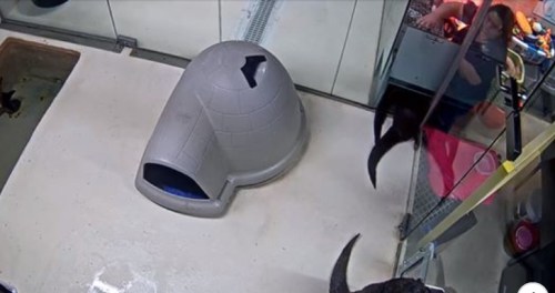 A pet shelter scene with a gray dog house, a dog in the foreground, and a person interacting with animals in the background.