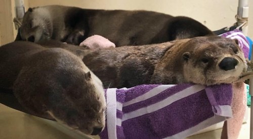 Three otters resting together in a cozy basket lined with towels, looking relaxed and comfortable.