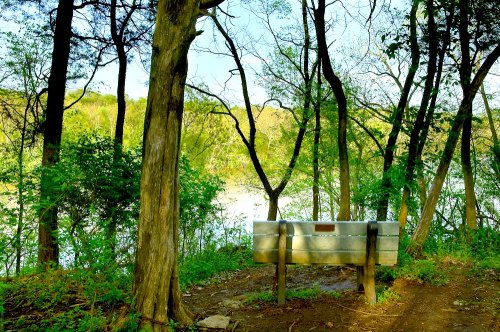 A metal bench surrounded by trees near a river, with lush greenery in the background under a clear blue sky.
