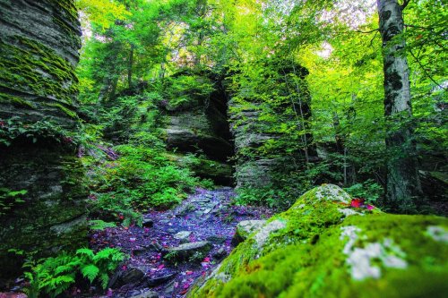 Lush green forest with moss-covered rocks and a small stream winding through the landscape.