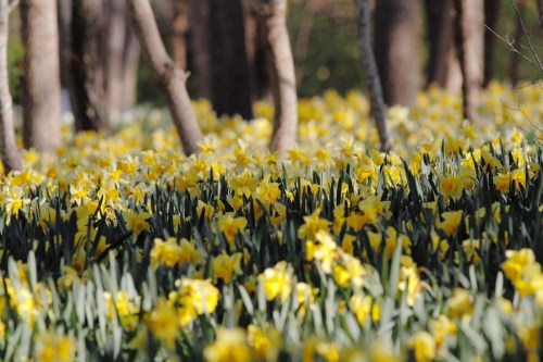 A vibrant field of yellow daffodils blooming among trees in a serene outdoor setting.