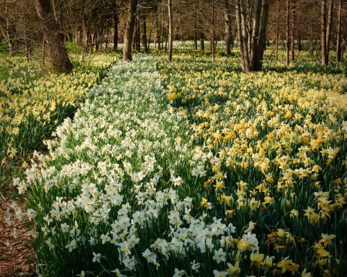 A scenic path through a forest filled with blooming white and yellow daffodils under a clear sky.
