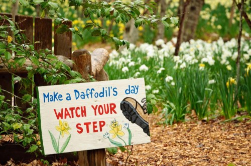 A colorful sign in a garden reads "Make a Daffodil's day" and "Watch your step," surrounded by blooming flowers.