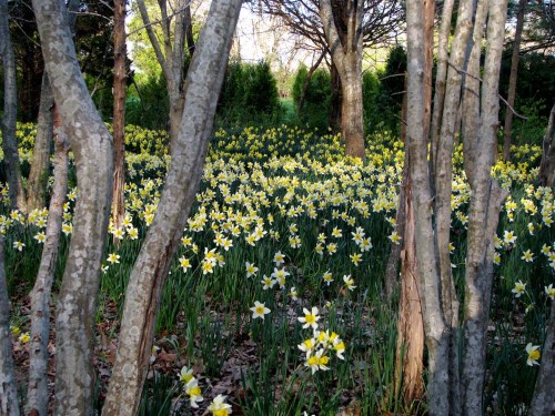 A vibrant field of yellow daffodils blooms among trees in a serene woodland setting.
