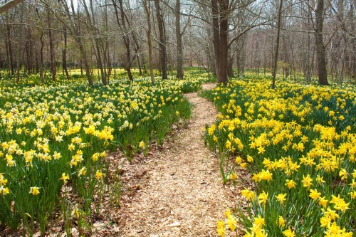 A winding path through a forest filled with vibrant yellow daffodils in bloom.