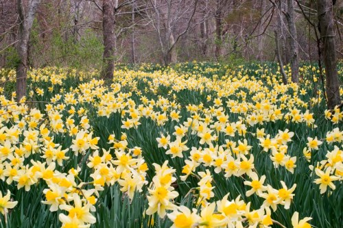 A vibrant field of yellow daffodils blooms among trees in a serene woodland setting.