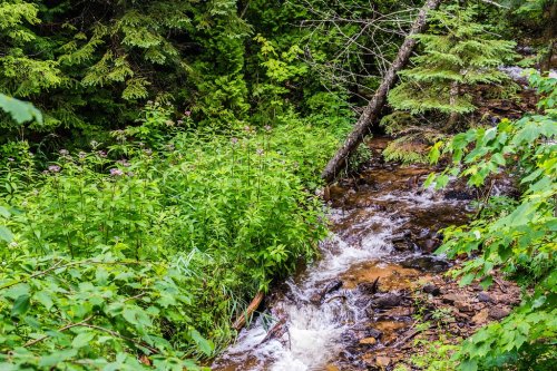 A serene stream flows through lush greenery, surrounded by trees and wildflowers in a vibrant forest setting.
