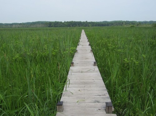 A wooden boardwalk stretches through tall green grass, leading into a serene wetland landscape.