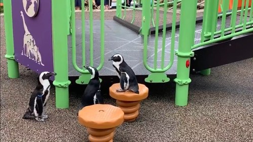 Two penguins play near a colorful playground structure with green railings and a textured surface.