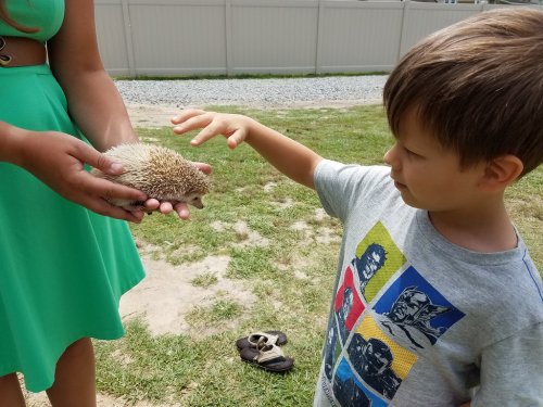A child reaches out to touch a hedgehog held by a person in a green dress, outdoors on a grassy area.