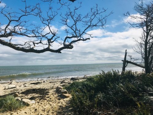 A serene beach scene with gentle waves, a cloudy sky, and bare trees framing the view.