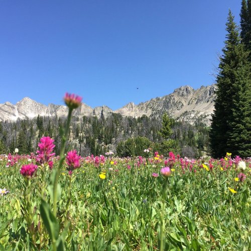 A vibrant meadow filled with colorful wildflowers, framed by mountains and evergreen trees under a clear blue sky.