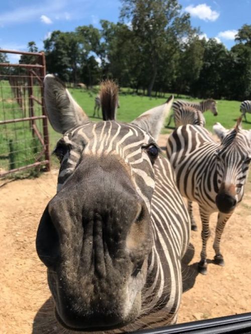 A close-up of a zebra's face with other zebras in the background, set in a sunny, green landscape.