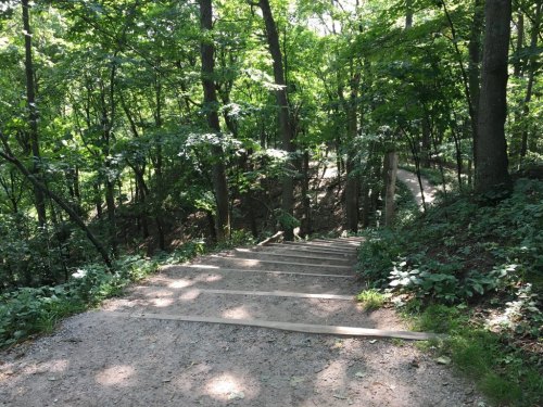 A winding dirt path through a lush green forest, with wooden steps leading downwards. Sunlight filters through the trees.