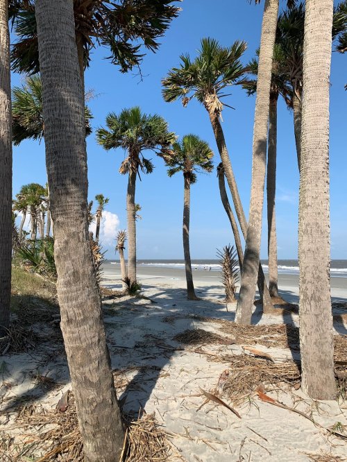 A sandy beach scene with tall palm trees and a clear blue sky, overlooking the ocean in the background.