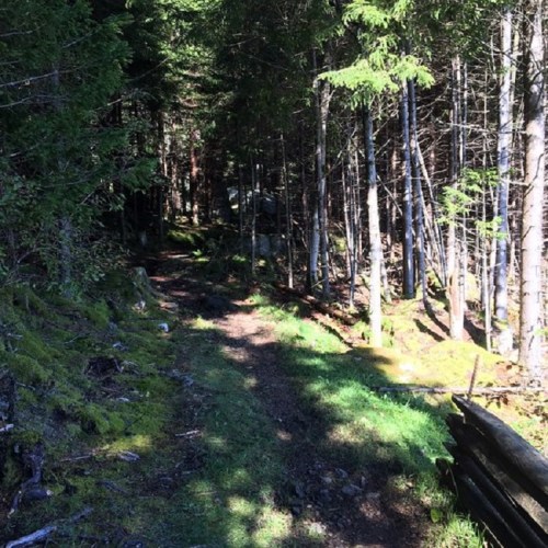 A serene forest path surrounded by tall trees and lush greenery, inviting exploration and tranquility.