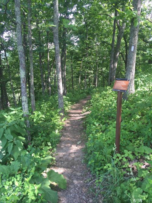 A narrow dirt path winds through a lush green forest, with trees and foliage on either side. A sign stands nearby.