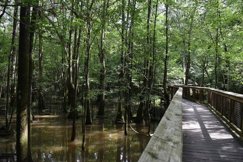 A wooden boardwalk winds through a lush, green forest with waterlogged ground and tall trees.