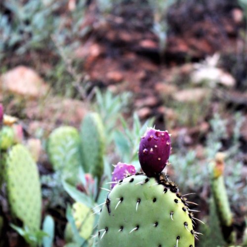 A close-up of a cactus with vibrant purple fruit and green pads, set against a blurred natural background.