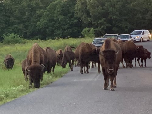 A herd of bison crossing a road, with cars stopped nearby and greenery in the background.