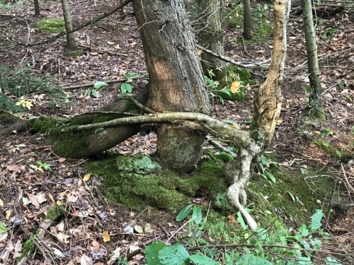 A twisted tree branch curves around a larger tree trunk, surrounded by moss and fallen leaves in a forest setting.