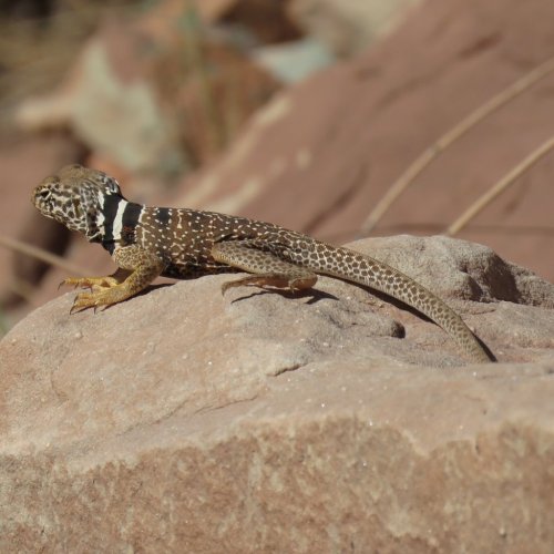 A lizard with a patterned body and long tail resting on a rocky surface in a natural setting.