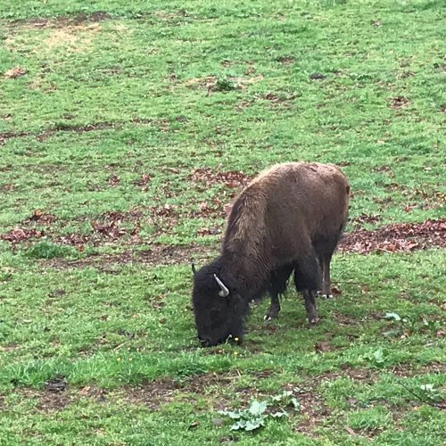 A bison grazing on green grass in a grassy field.